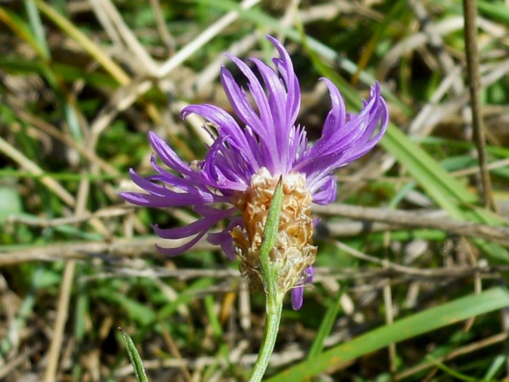 Centaurea jacea s.l.